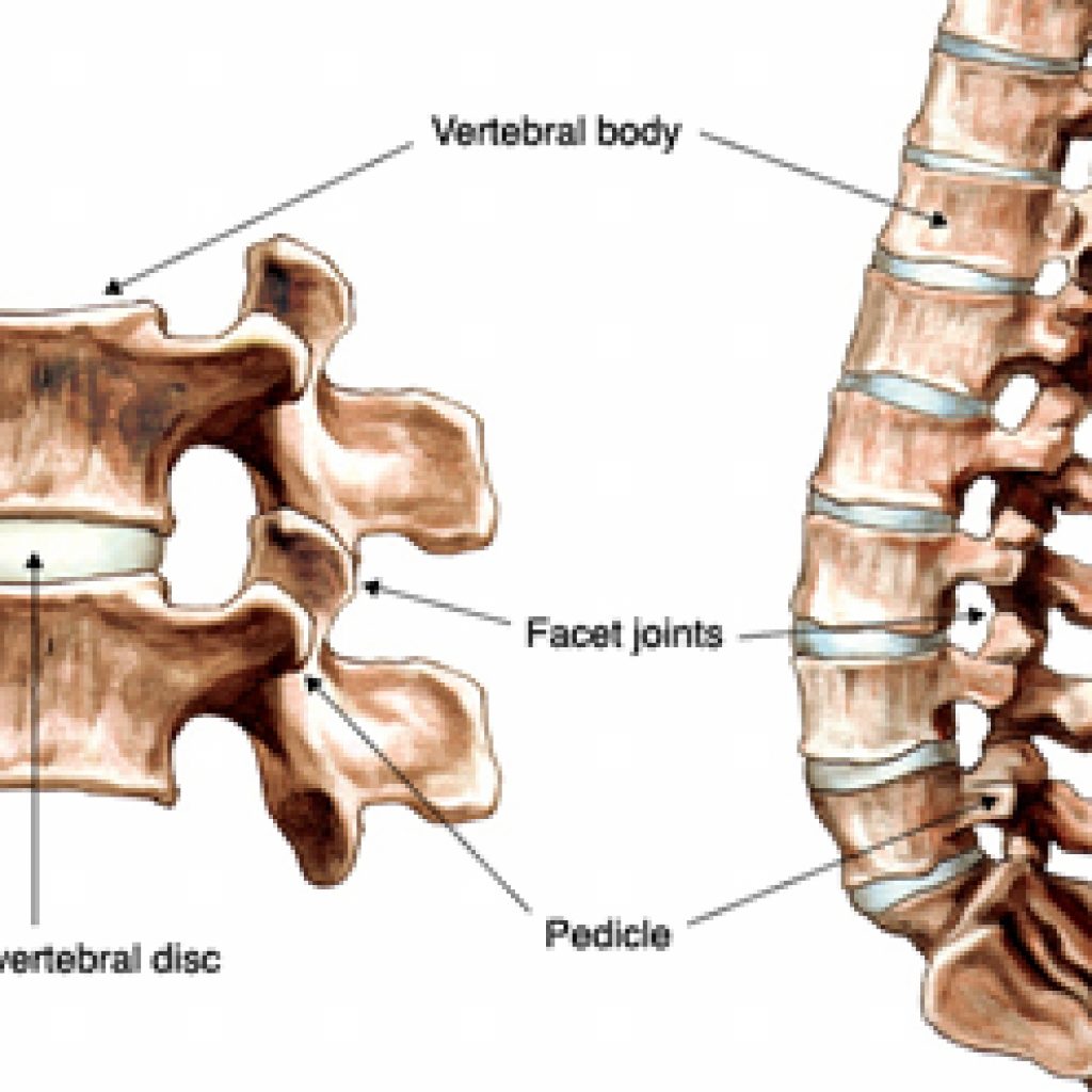 Accurate Education Low Back Pain Facet Joints