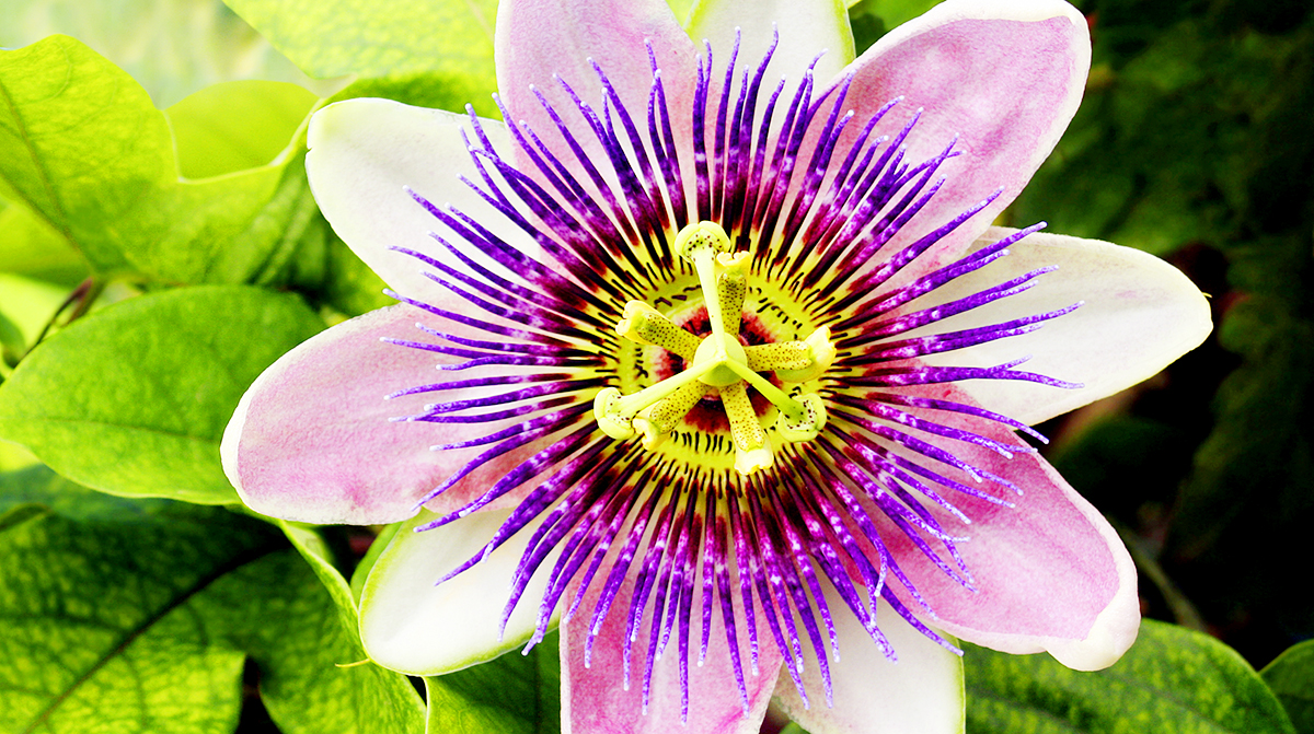 Passion Flower Klonopin Withdrawal