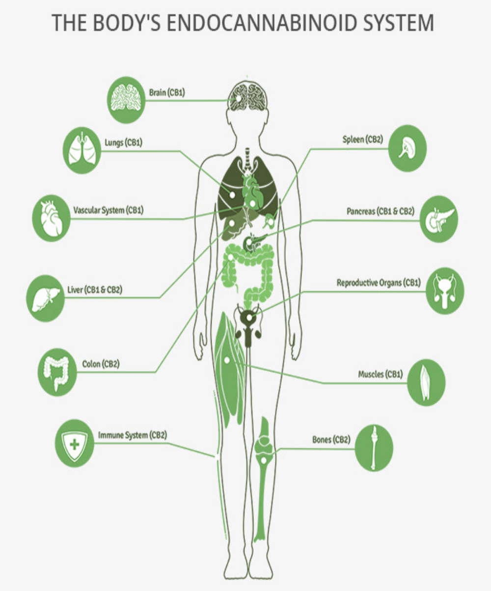 Accurate Education Marijuana Cannabis The Endocannabinoid System