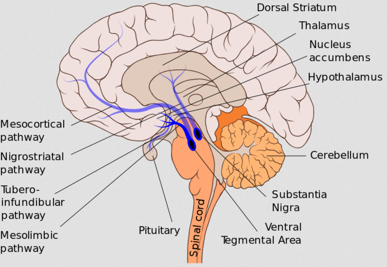 Chronic Pain Linked to Brain Signals in Orbitofrontal Cortex - The