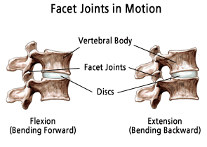 Facet-joints in motion