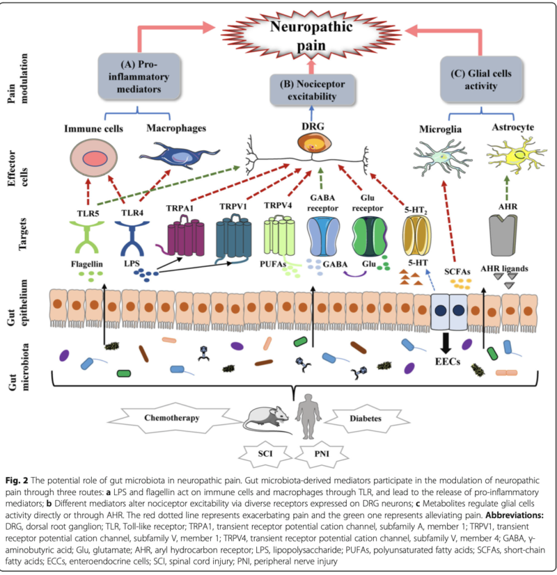 Accurate Education - Gut Microbiota and Pain - Accurate Clinic